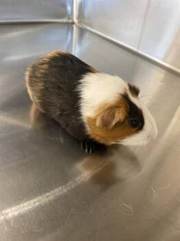 Rescue Guinea Pig Guinea Pigs for Adoption in Chula Vista, California - A265613 | PetCurious